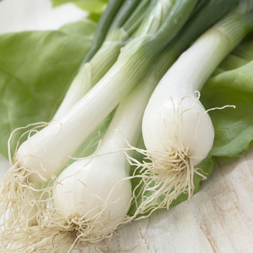 White Lisbon onion bunching seeds from SeedsNow, showing small, white seed packets with images of fresh white onions.
