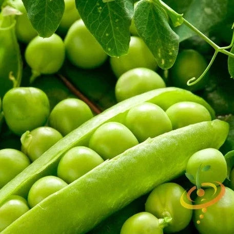 Purchase Alaska Early Pea seeds (Earliest of All) online from the USA. Early harvests in 55 days, cold-hardy, high-yield pea variety perfect for spring planting.