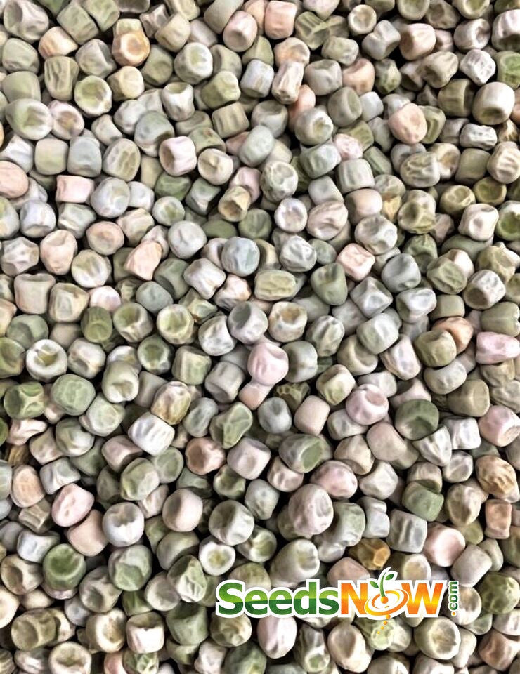 Close-up of Sugar Ann snap pea seeds from SeedsNow, showing small, round pea seeds with smooth, light-colored shells.