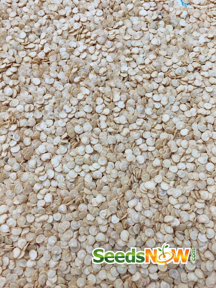 Close-up of California Wonder pepper seeds for planting