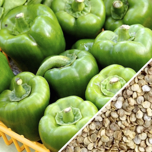 Sweet Emerald Giant pepper seeds from SeedsNow, showing vibrant green pepper seeds on a clean background.