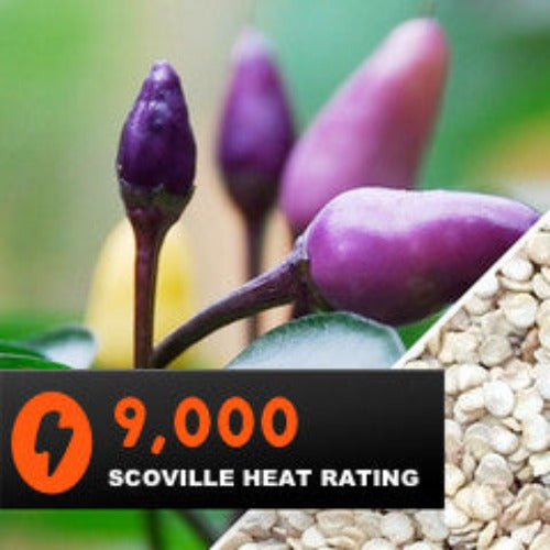 Purple Tiger hot pepper seeds from SeedsNow, showcasing vibrant purple-hued pepper seed packets for spicy gardening.