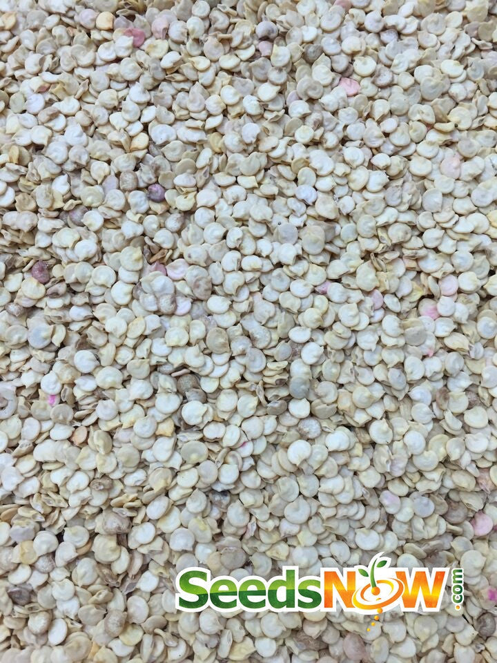Close-up of Sunbright Yellow sweet pepper seeds spread out.