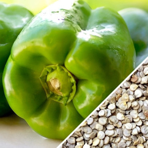 Close-up of green Yolo Wonder sweet pepper and its seeds