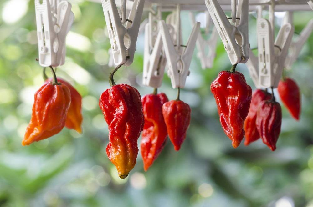 Close-up of world's hottest peppers drying on a clothesline with white clothespins outdoors