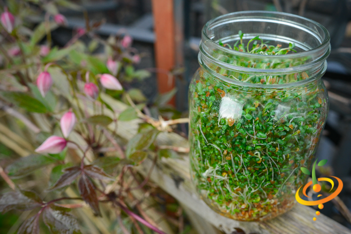 Green alfalfa sprouts growing in a glass mason jar indoors with blurred plant background
