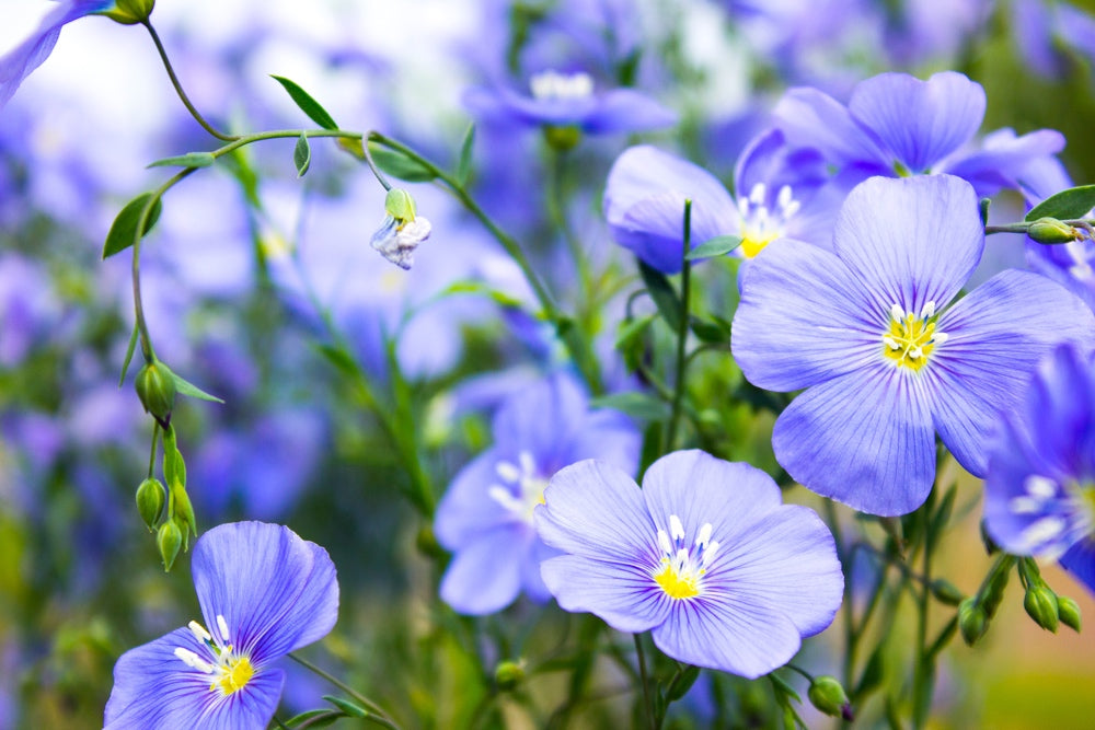 Close-up of blue flax flowers (Linum perenne) with delicate petals and buds in a garden setting