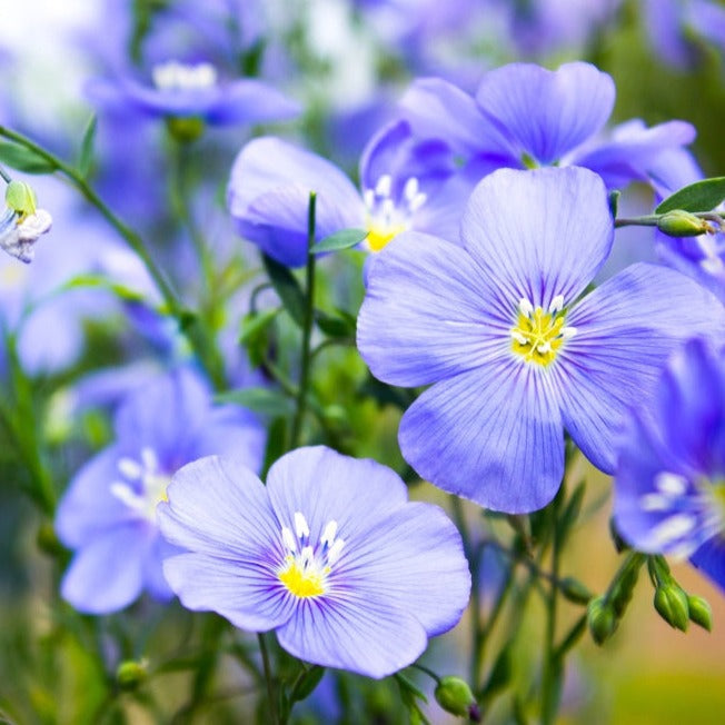 Close-up of vibrant blue flax flowers with delicate petals and yellow centers in a garden setting