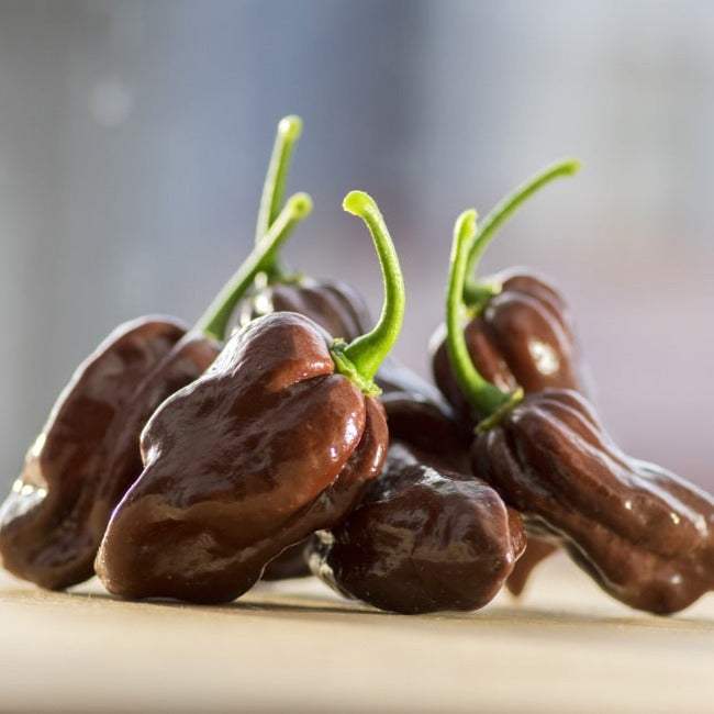 Close-up of glossy brown Bhut Jolokia ghost chili peppers, one of the world's hottest peppers with high Scoville heat units