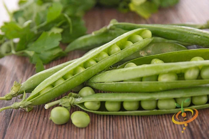 Green Arrow pea seeds from SeedsNow, showing fresh, vibrant green pea pods with mature peas inside.