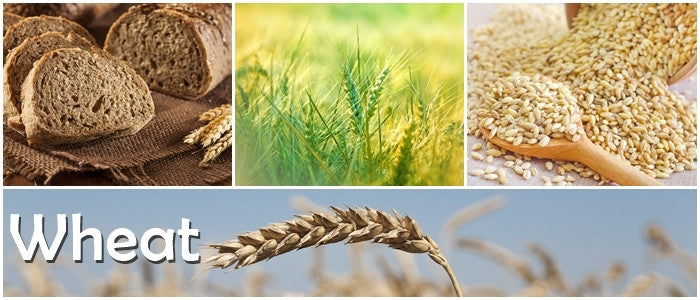 Organic hard red wheat seeds with ripe wheat stalks and whole grain bread slices