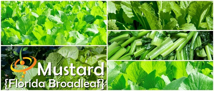 Mustard Florida Broadleaf seeds producing vibrant green mustard leaves and stems for salads and cooking
