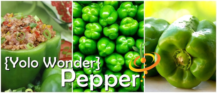 Yolo Wonder seeds sweet green bell peppers fresh and stuffed with food