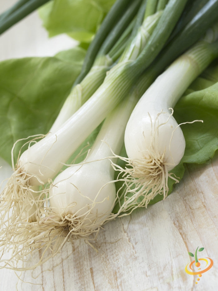 White Lisbon onion seeds from SeedsNow, showing fresh seed bunches for planting.