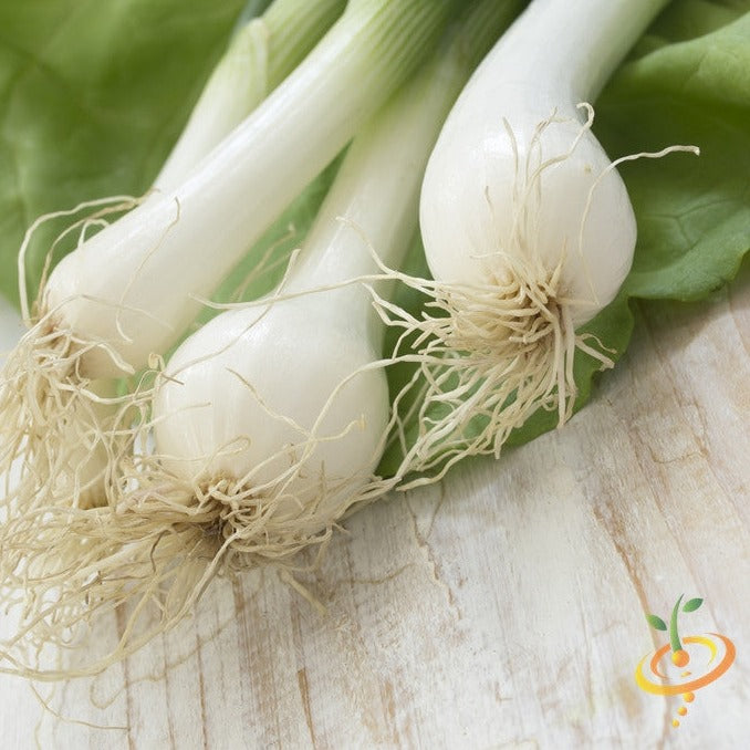 Buy White Lisbon Bunching Green Onion seeds online from the USA now! Enjoy easy cultivation, 65 days to maturity, versatile culinary uses, popular bunching onion.