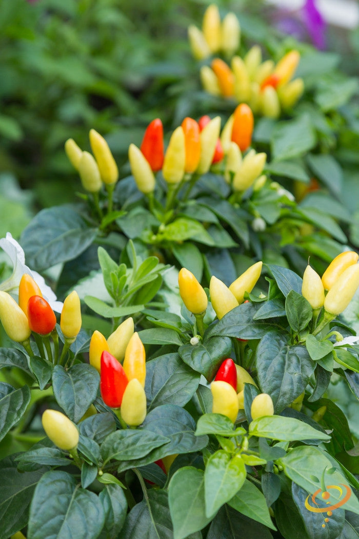 Close-up of NuMex Twilight hot pepper seeds from SeedsNow, showing colorful pepper seeds with vibrant hues on a white background.