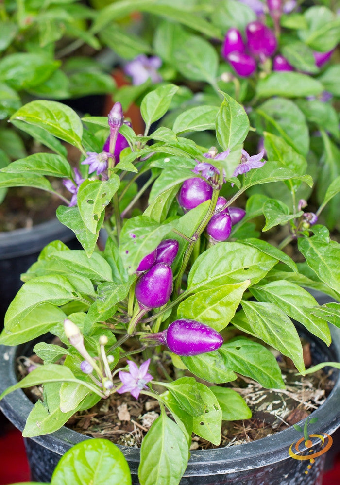 Bright purple hot pepper seeds from SeedsNow, showcasing vibrant purple pepper pods with fiery heat and glossy texture.