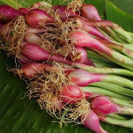 Buy Red Crimson Forest Bunching Onion seeds online from the USA. Easy to grow with a 60-day maturity, heirloom onions feature dark red, burgundy, purple colors.