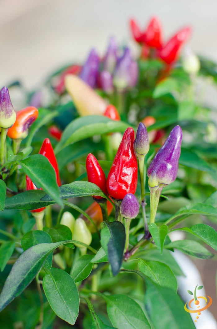 Bright image of Firecracker hot pepper seeds from SeedsNow, showing vibrant seed packets with fiery red peppers and spicy flavor.