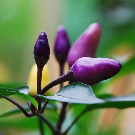 Purple Tiger hot pepper seeds from SeedsNow, showcasing vibrant purple peppers and lush green plants on a garden background.