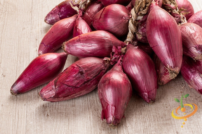 Crimson Forest bunching onion seeds from SeedsNow, showing vibrant green onion bulbs and fresh foliage in a garden setting.