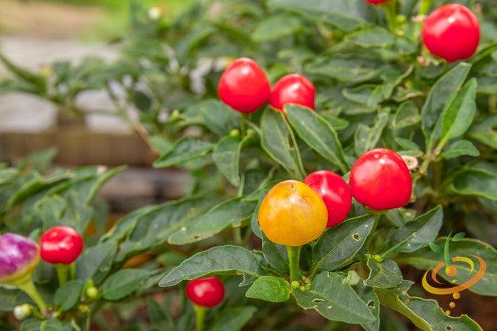 close-up of colorful ripe world's hottest peppers growing on green leafy plant outdoors