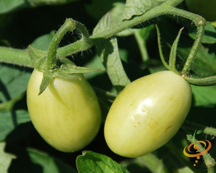 Green Grape Tomato seeds from SeedsNow, showing small, round, green tomatoes on the vine ready for planting.