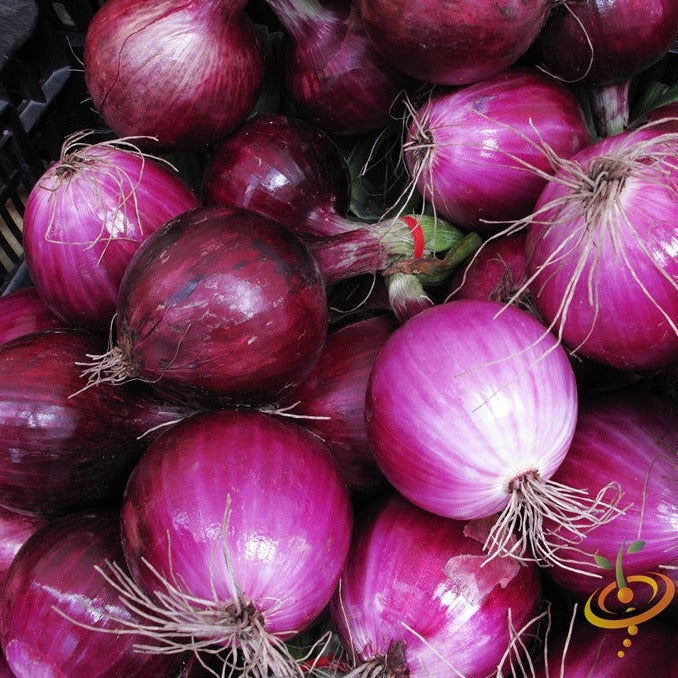 Shop Long Day Red Globe Southport Onion seeds online from the USA now. These easy-to-grow onion seeds produce medium-sized white globe onions with a mild flavor.