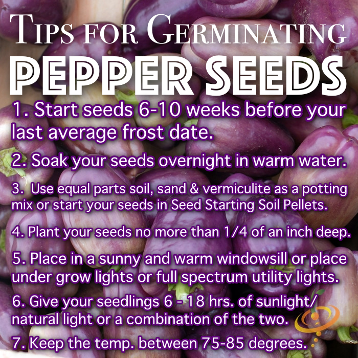 Purple Beauty sweet pepper seeds from SeedsNow, showing tips for starting pepper seed seedlings in a gardening setting.