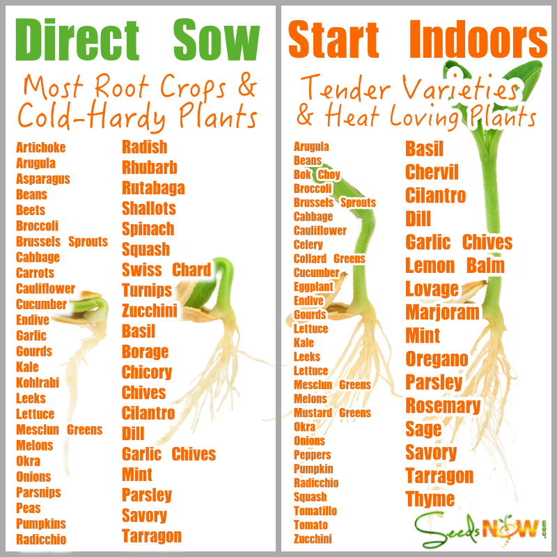 How do I Know Which Seeds to Direct Sow and Which to Seeds to Start Indoors?