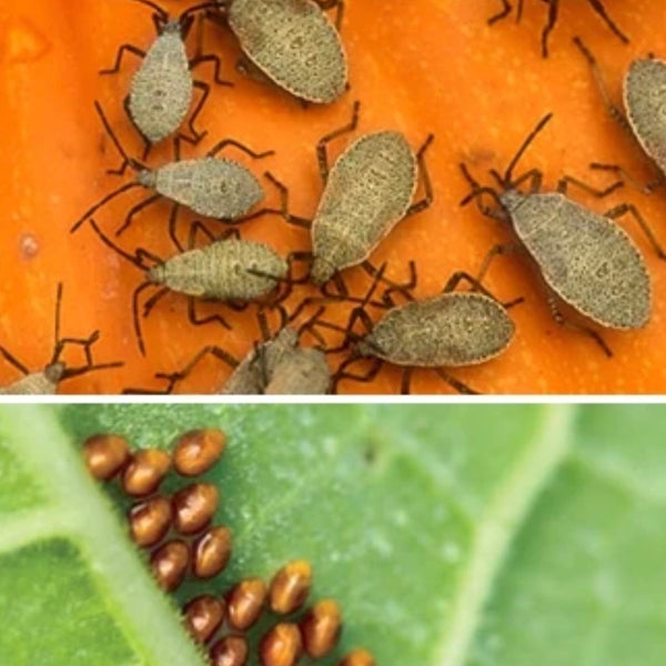 How to Deal with Squash Bugs