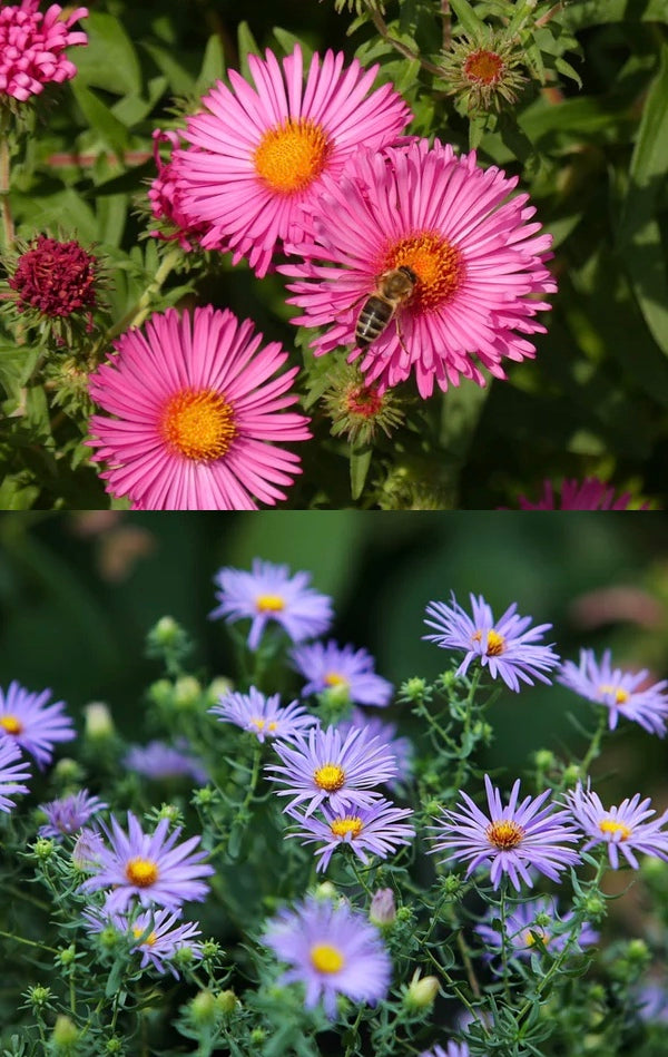 All Aster Flower Seed