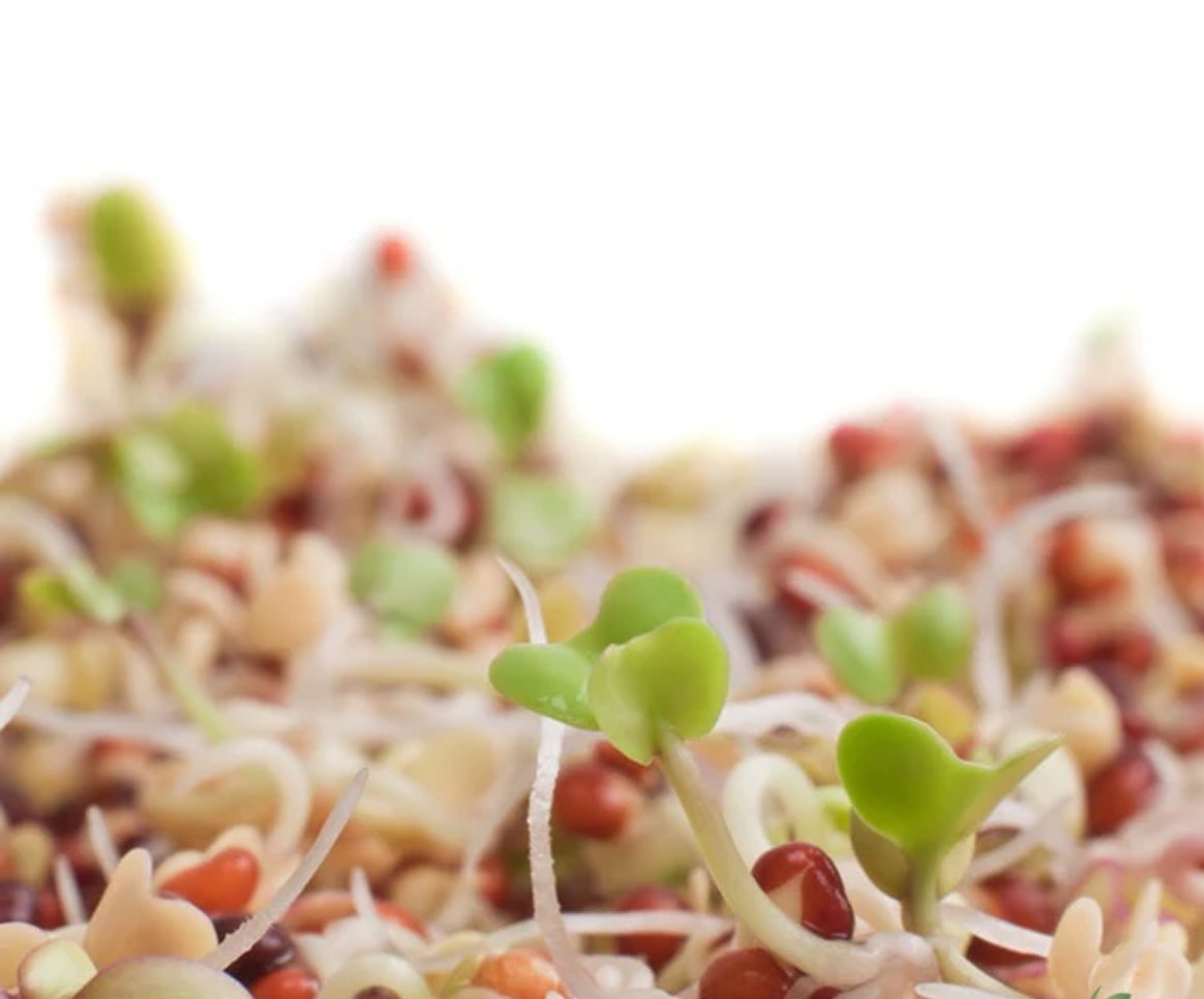All Sprouts & Micro-Greens