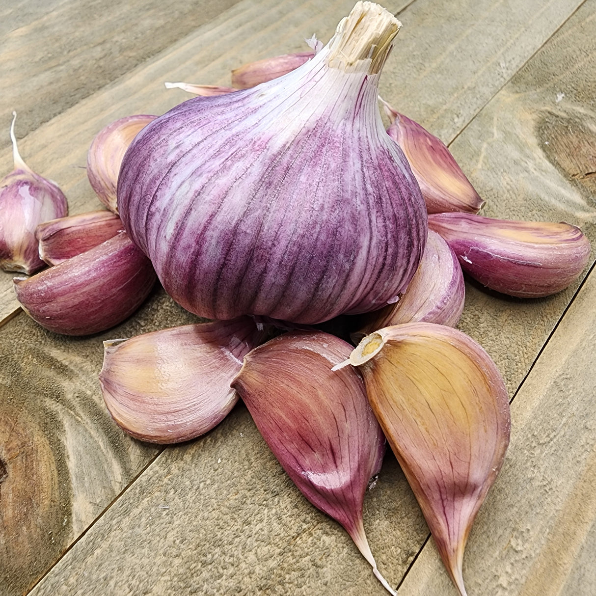 Garlic - (Hard Neck) Chesnok Red