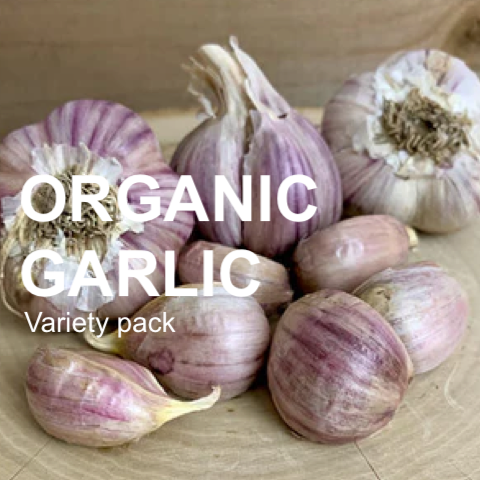 *NEW!* All-in-One Organic Garlic Variety Pack