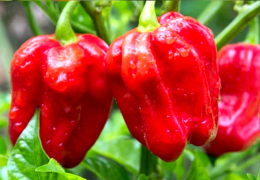 *NEW!* SUPER HOT PEPPERS! 🌶️🔥🥵 Garden Variety Pack