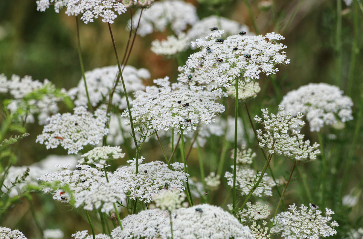 Flowers - Queen Anne's Lace