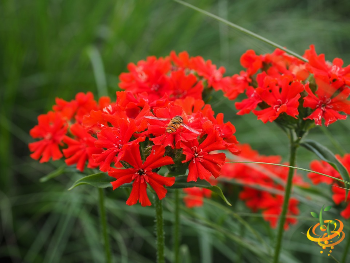 Wildflowers - Righteous Red Scatter Garden Seed Mix - SeedsNow.com