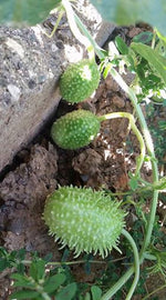 Cucumber - Cucamelon, West Indian Burr Gherkin - SeedsNow.com