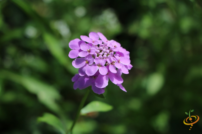 Wildflowers - Annual Cut Flower Scatter Garden Seed Mix - SeedsNow.com