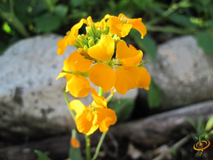 Wildflowers - Exotic Mountain Scatter Garden Seed Mix - SeedsNow.com