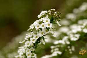 Wildflowers - Exotic Mountain Scatter Garden Seed Mix - SeedsNow.com