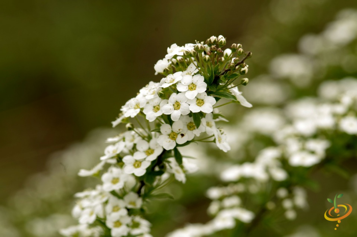 Wildflowers - Dryland Scatter Garden Seed Mix - SeedsNow.com