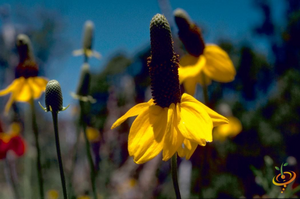 Wildflowers - Deer Resistant Scatter Garden Seed Mix - SeedsNow.com