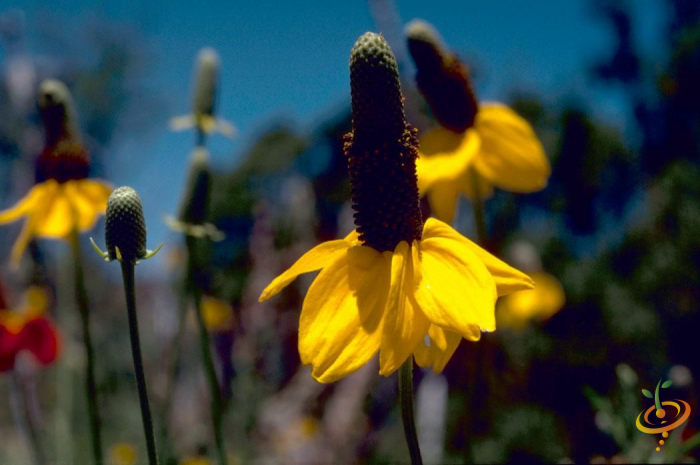 Wildflowers - Dryland Scatter Garden Seed Mix - SeedsNow.com