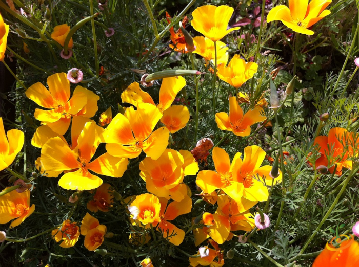 Wildflowers - Poppy Scatter Garden Seed Mix - SeedsNow.com