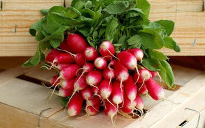 Radish - Sparkler.