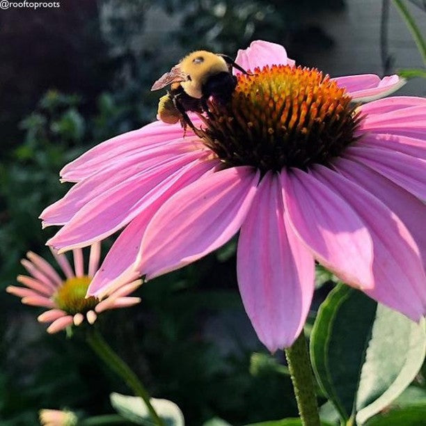 All-in-One Wildflower & Pollinator Scatter Garden Variety Pack - SeedsNow.com