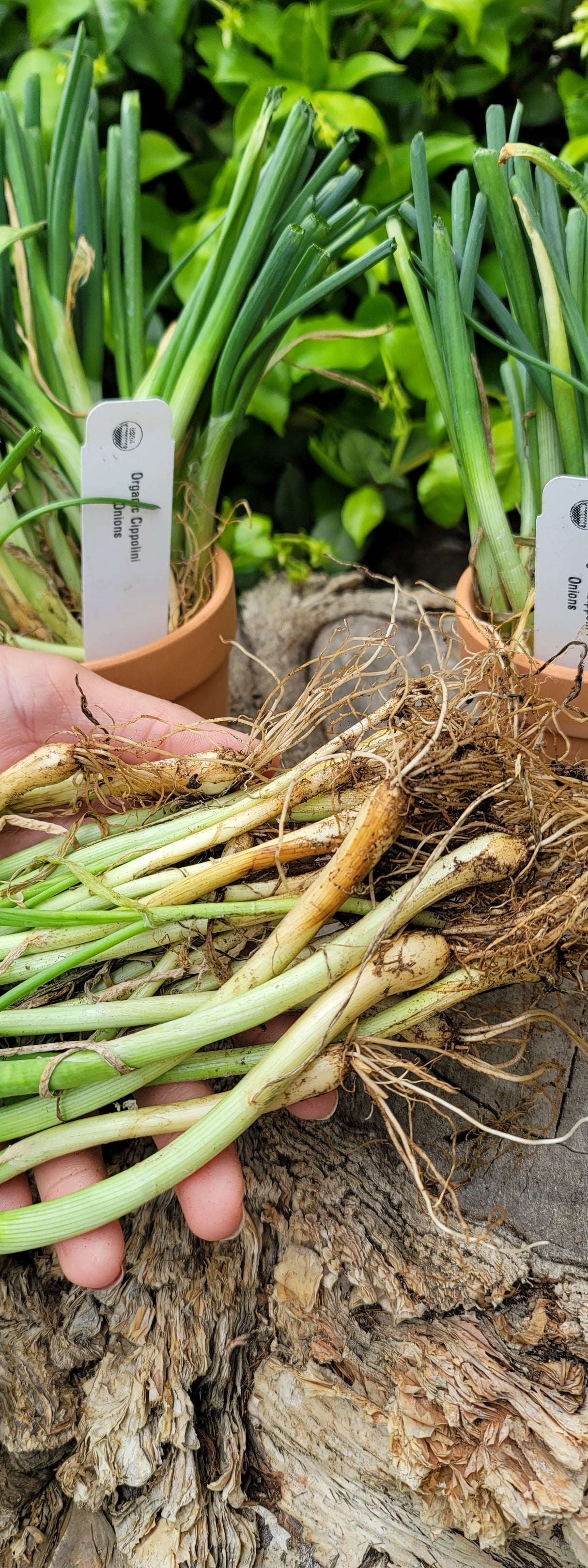 Onion (Transplants) - OG Borettana Cipollini (Long Day) - SeedsNow.com