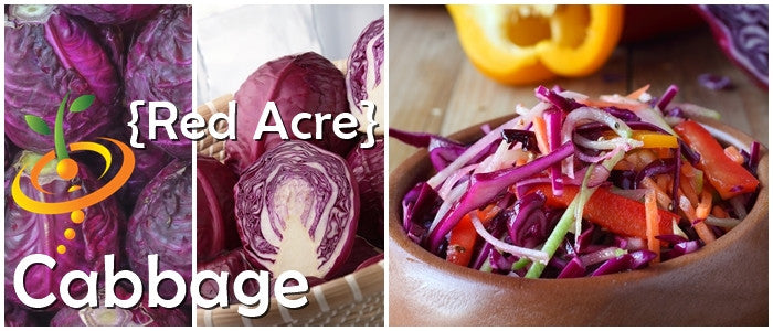 Cabbage - Acre, Red.